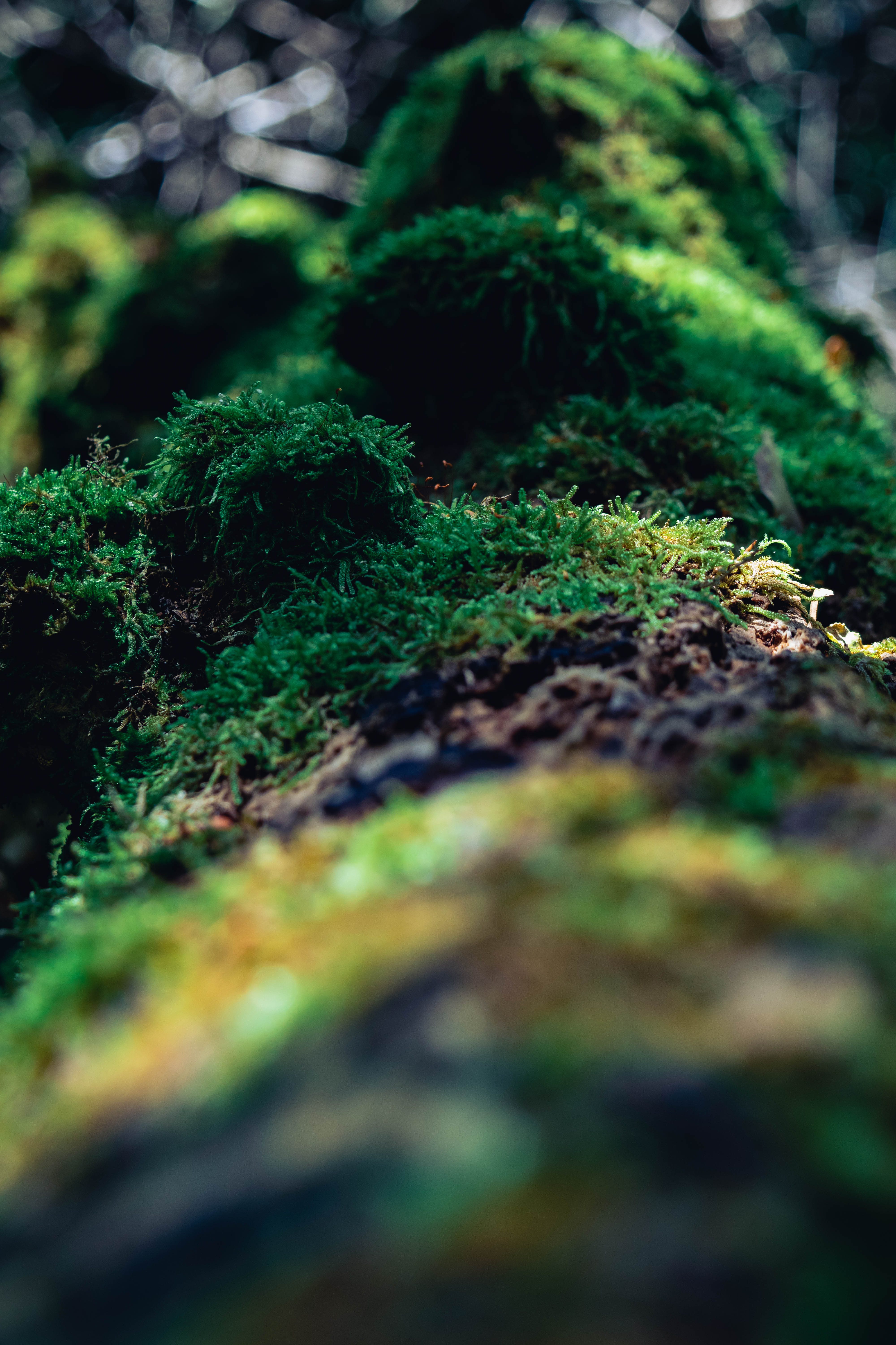 Mossy rocks close-up, green texture detail