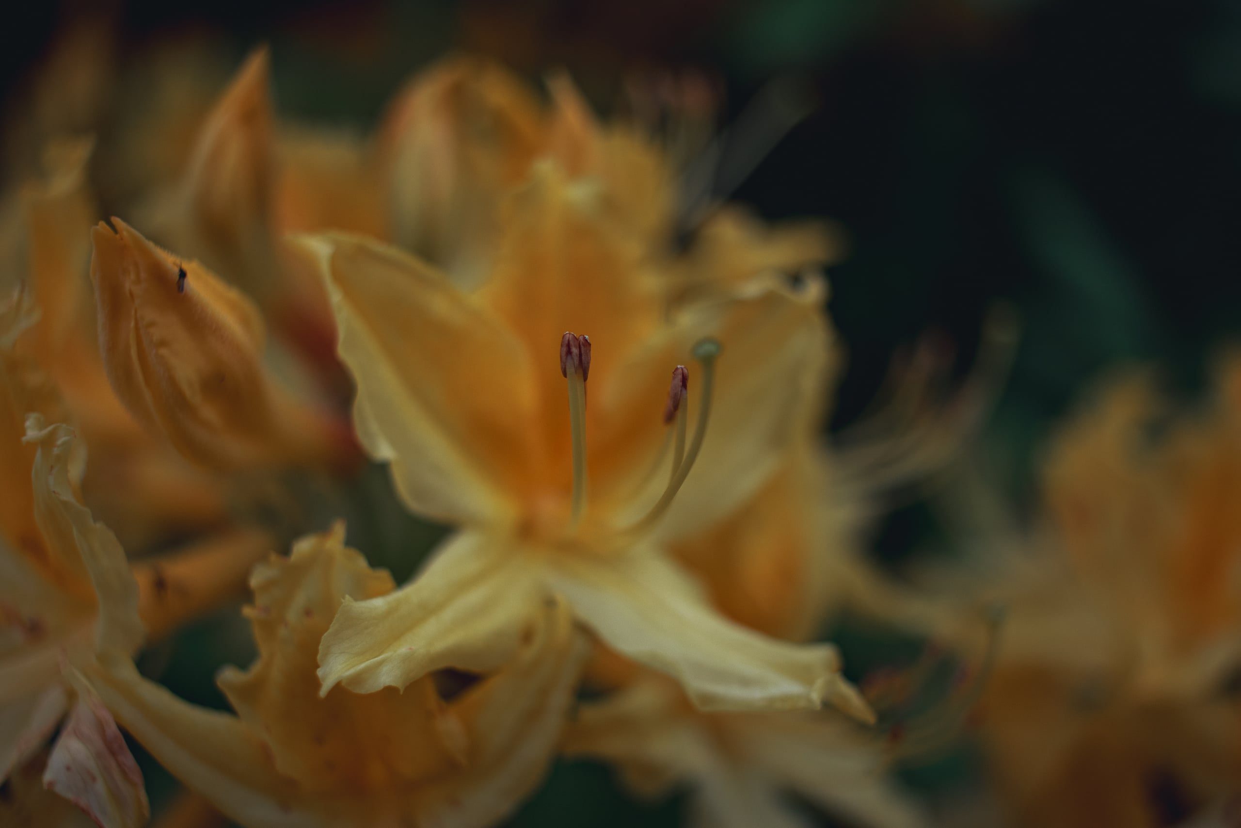 Orange azalea blossom in soft focus