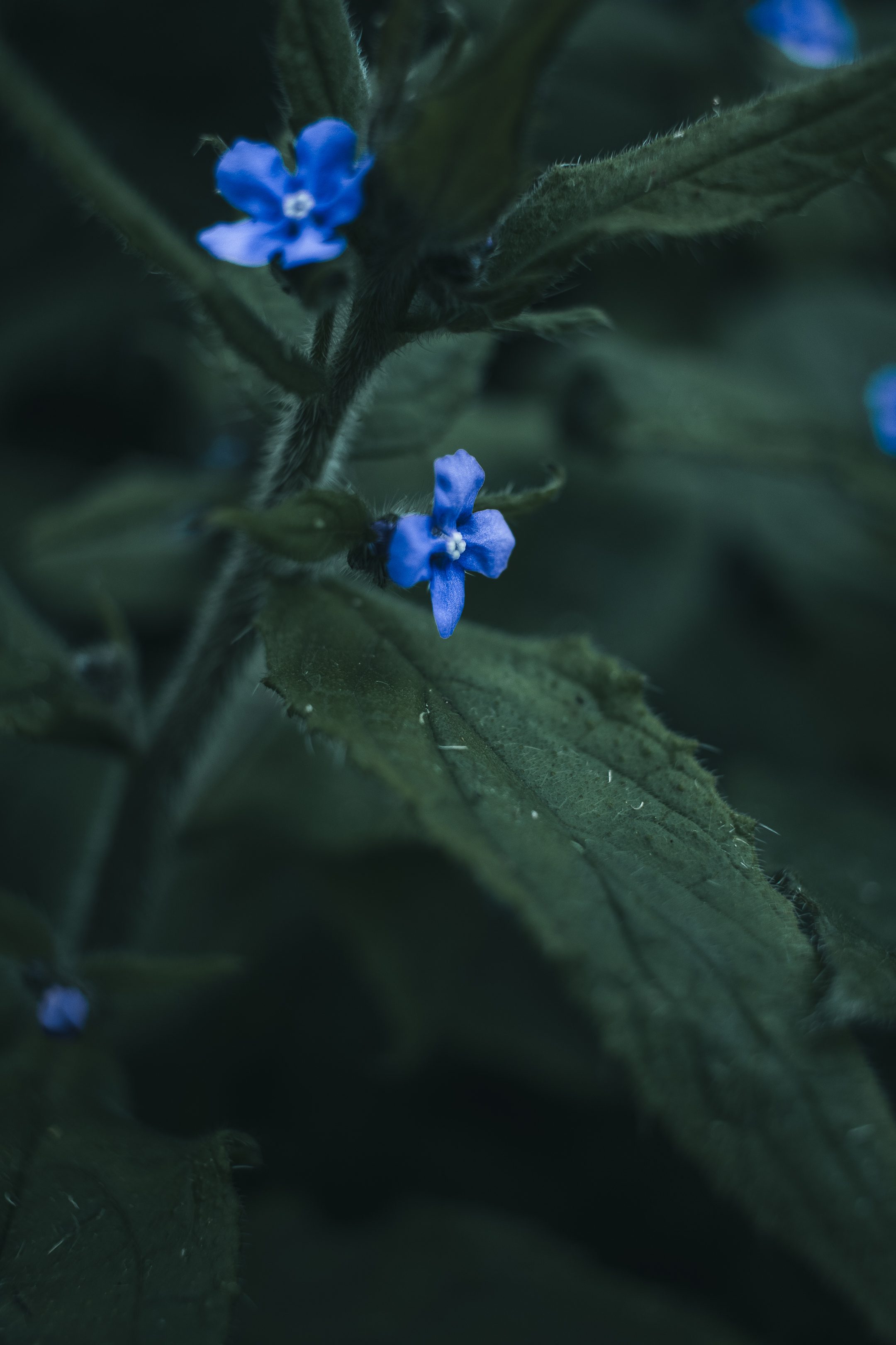Small blue forget-me-not flowers among dark leaves